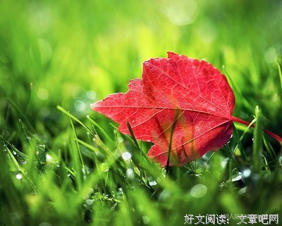 心房的文客的优美句子