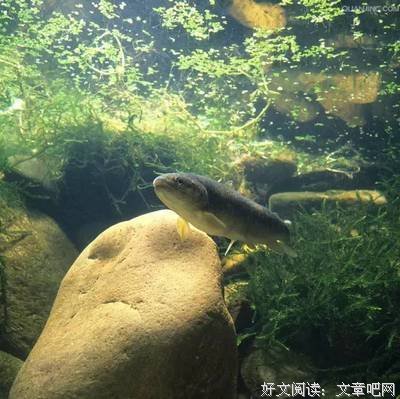 一条大鱼临死前的一幕，感动！