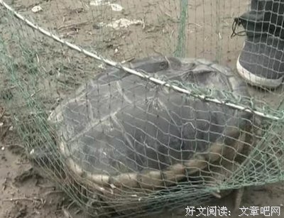 自己心生欣赏的大叔经常发来性暗示，我该如何面对？丨 社长陪聊