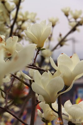 关于辛夷的语句