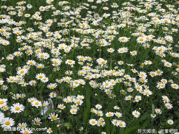 关于黛西的名言