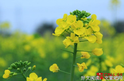 关于清的优美句子