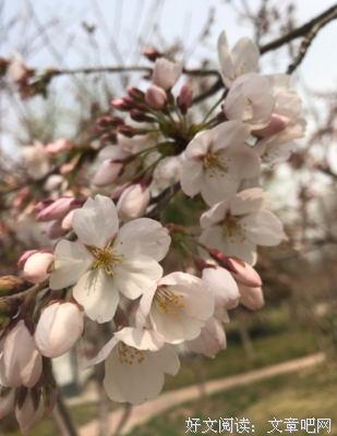 浮象格可都事时心樱花优美的句子
