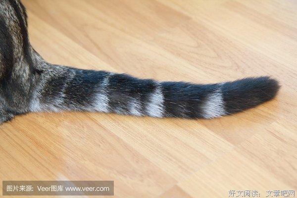 猫咪为什么有尾巴？读后感10篇