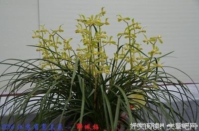《爱是欢乐的源泉》观后感10篇