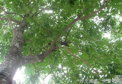《树看到了什么》读后感10篇