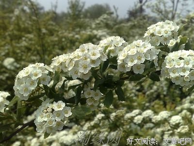 柠檬、拍卖和互联网算法读后感10篇