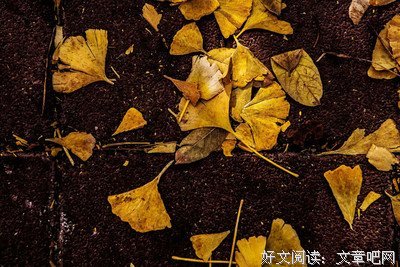 关于金丹的格言