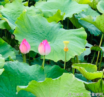 好句子，一起赏