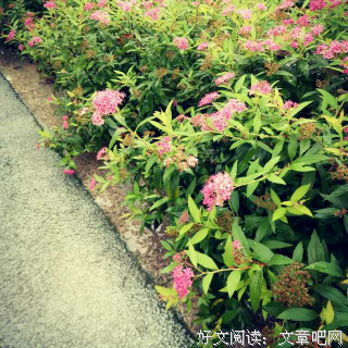 杂句:一只荔枝的句子