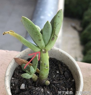 10分钟内能学会的送礼物复合法则