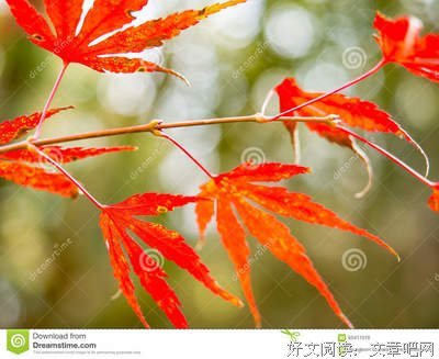 日本文家把好词好句
