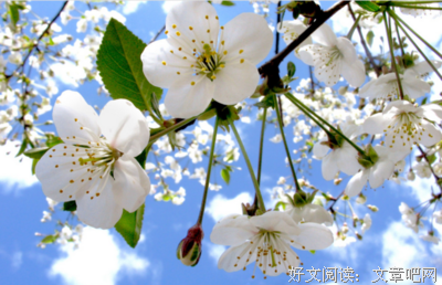 万物生长句子