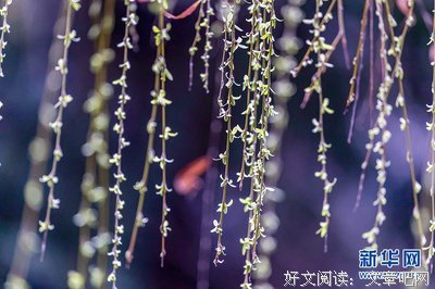 有关萌生的句子