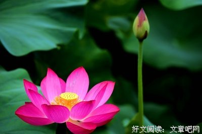 莲花集的句子