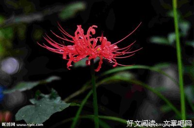15条关于珠沙华的经典语句