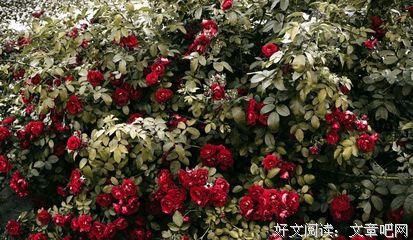 播越经典的句子