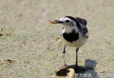 明远的句子
