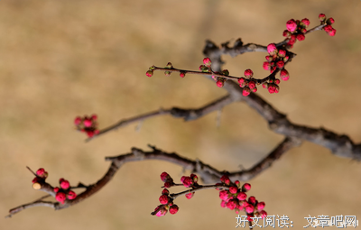 骄傲优美的句子