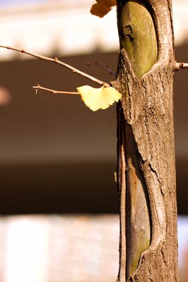 秋殇句子