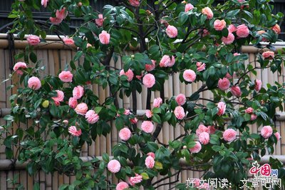 山茶