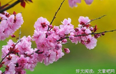 怜春的名言_关于怜春的名言