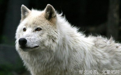 关于大狼的唯美语录
