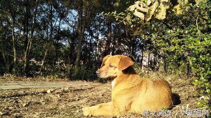 半心的句子
