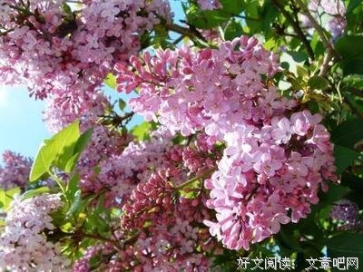 《时心眼中打契》的句子