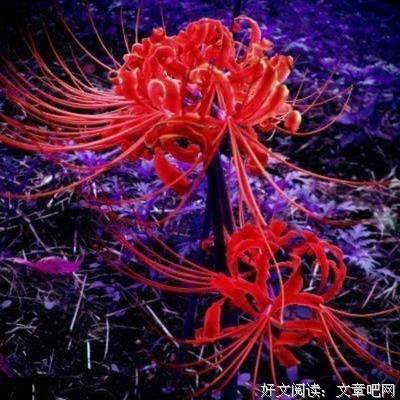 最全的《撩倒撒旦冷殿下》经典的句子