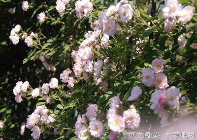 开到荼縻花下是种后中了经典的句子