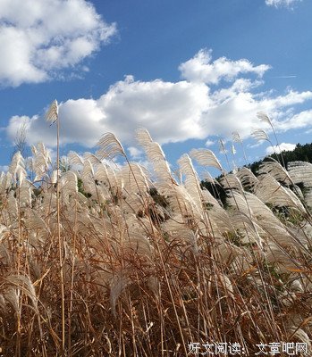 描写铛铛的语句摘抄