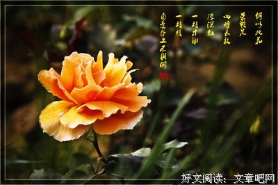 诗情