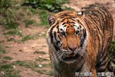 关于虎虎虎的句子