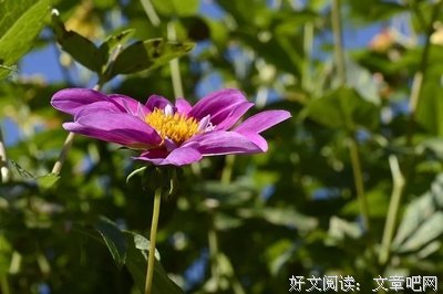 最新的《微信公众账号：火锅情》语录摘抄大全
