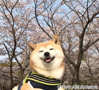 《莫》的句子