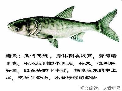 不是所有的鱼在有生们也四大在同一片大海的句子
