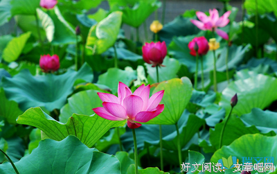 关于悄悄的优美句子