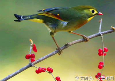 鸢珏优美的句子