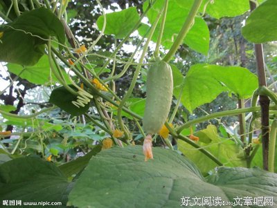 15条关于开花结果的经典语句