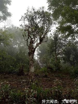 《《造物记：云南古茶园的秘密》》读后感10篇