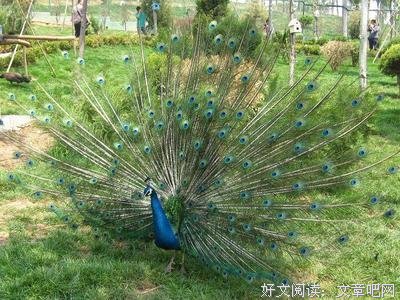随感心语