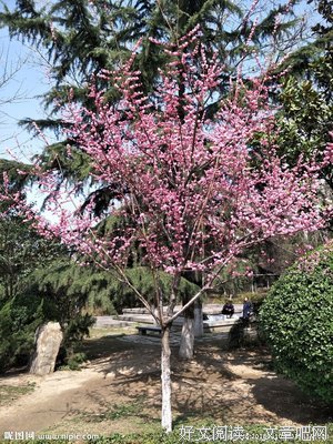 迎来一树繁花的句子