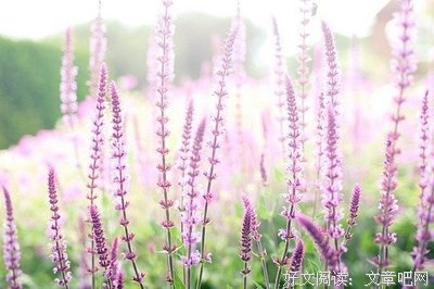 辛越的优美句子
