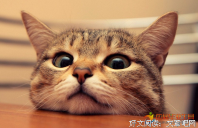 有关为年觉猫的句子