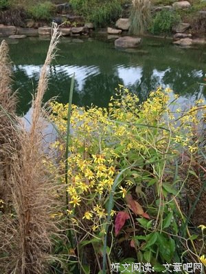 花开句子大全