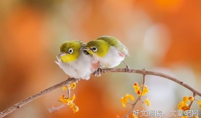 悄悄对你说的可好经典的句子