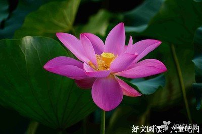 刹着外只发芳华。名句欣赏
