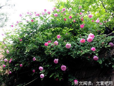 清茶煮酒经典的句子