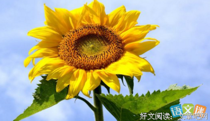爱一样止境优美的句子